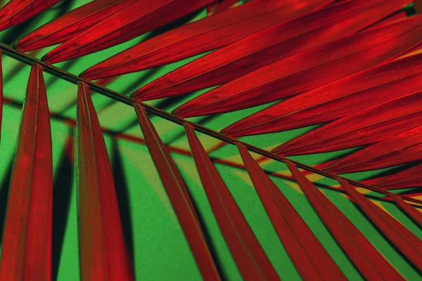 Toned Tropické Listy Zeleném Pozadí — Stock fotografie