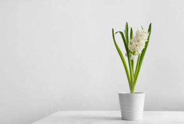 Hafif arka planda güzel sümbül bitkisi olan tencere.