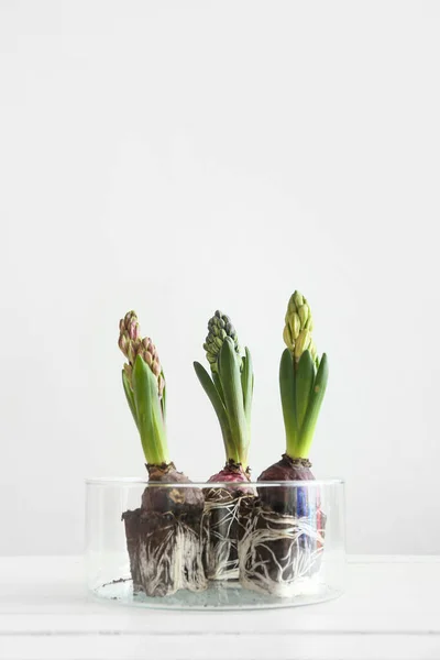 Glass Pot Beautiful Hyacinth Plants Light Background — Stock Photo, Image
