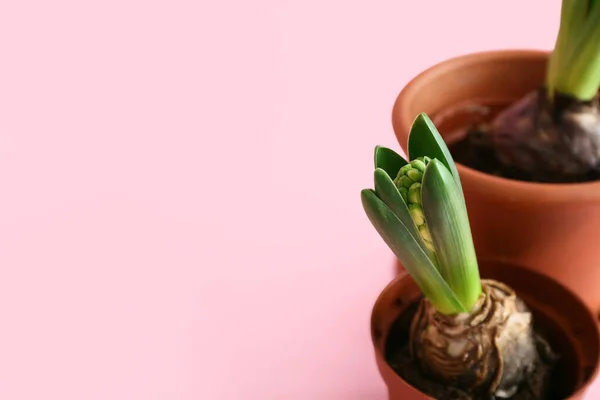 Pots Beautiful Hyacinth Plants Pink Background — Stock Photo, Image