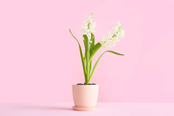 Pot Beautiful Hyacinth Plant Pink Background — Stock Photo, Image