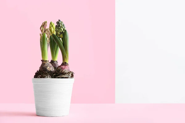 Pot Beautiful Hyacinth Plants Pink Background — Stock Photo, Image