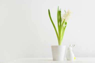 Çok güzel sümbül bitkisi ve hafif arka planda Paskalya tavşanı.