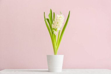 Pembe arka planda güzel sümbül bitkisi olan tencere.