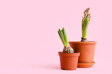 Pembe arka planda güzel sümbül bitkileri olan saksılar.