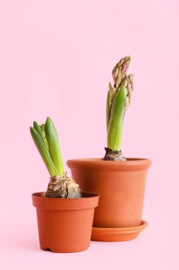 Pembe arka planda güzel sümbül bitkileri olan saksılar.