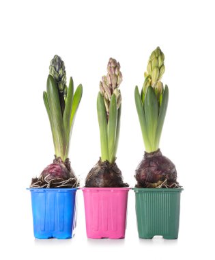 Beyaz arka planda güzel sümbül bitkileri olan saksılar