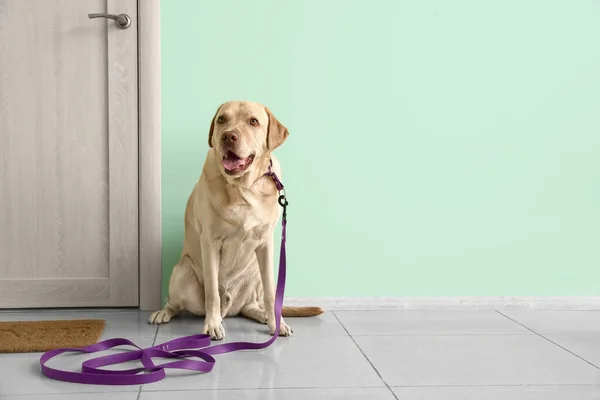 Anjing Labrador Lucu Dengan Rantai Menunggu Untuk Berjalan Dekat Pintu — Stok Foto