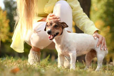 Parkta sahibi olan sevimli Jack Russel terrier.