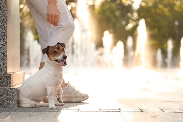 Carino Jack Russel Terrier Con Proprietario Vicino Fontana All Aperto — Foto Stock