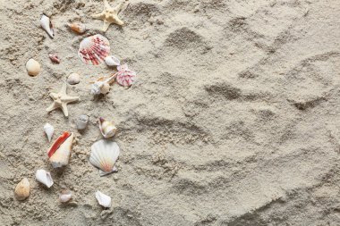Kumsalda bir sürü farklı deniz kabuğu, üst manzara.
