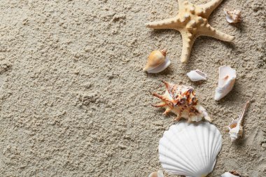 Birçok farklı deniz kabukları ve kumsaldaki deniz yıldızları.