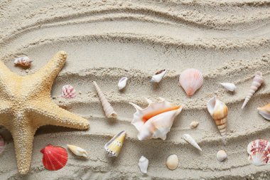 Birçok farklı deniz kabuğu ve kumsaldaki deniz yıldızı, üst manzara.