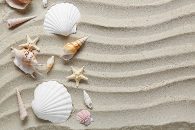 Birçok farklı deniz kabukları ve kumsaldaki deniz yıldızları.
