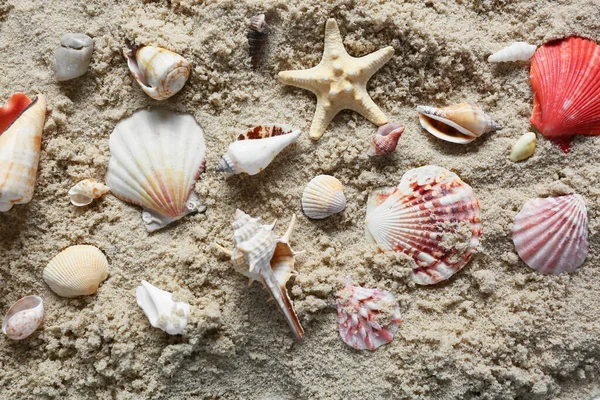 Many Different Sea Shells Beach Sand Top View — Stock Photo, Image