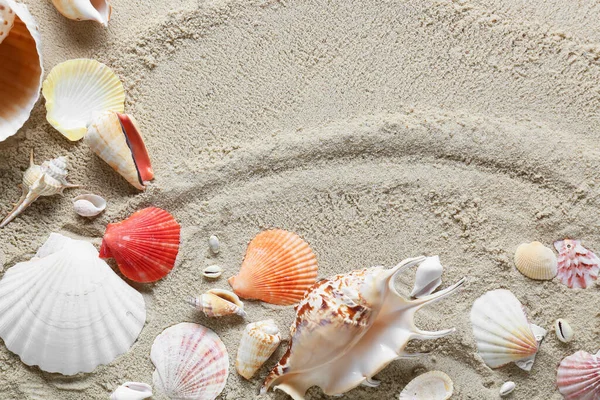 Many Different Sea Shells Beach Sand — Stock Photo, Image