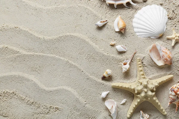 Veel Verschillende Schelpen Zeesterren Strand Zand — Stockfoto