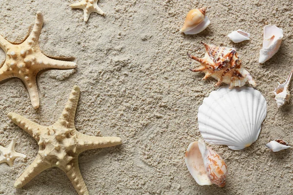 海滩沙滩上有许多不同的海贝壳和海星 — 图库照片