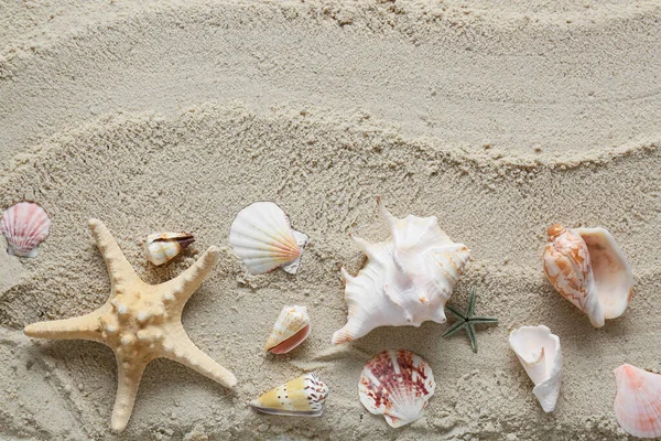 砂浜にはたくさんの貝殻やヒトデがあります — ストック写真