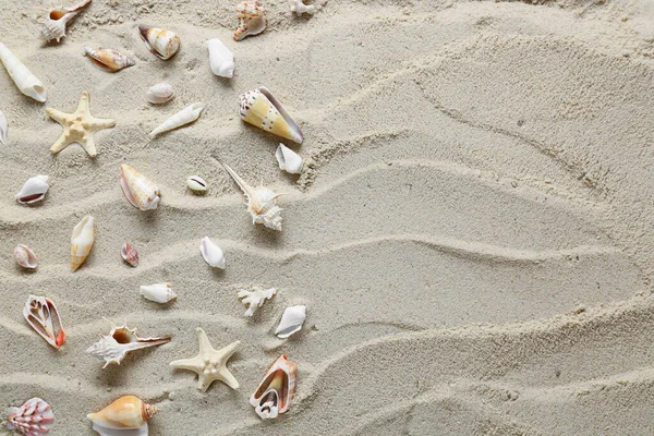 Many Different Sea Shells Starfish Beach Sand — Stock Photo, Image