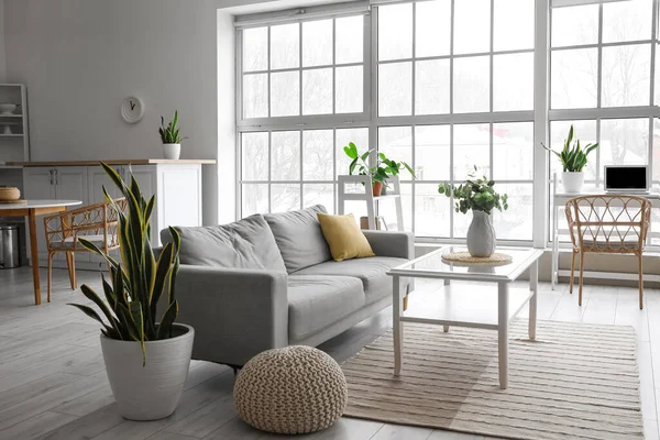 Vase Mit Eukalyptuszweigen Auf Glastisch Neben Sofa Hellen Raum — Stockfoto