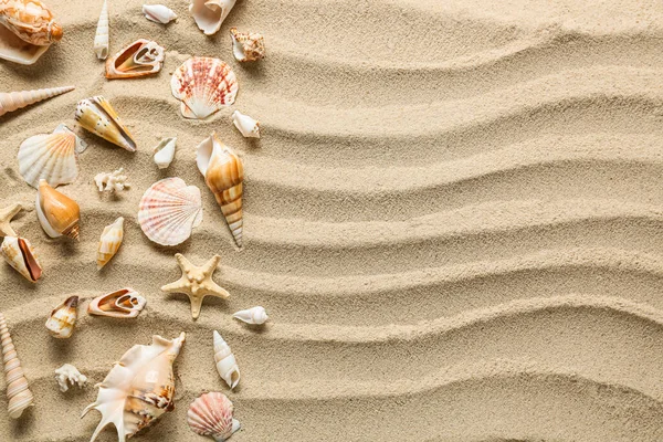 Many Different Sea Shells Sea Coast — Stock Photo, Image