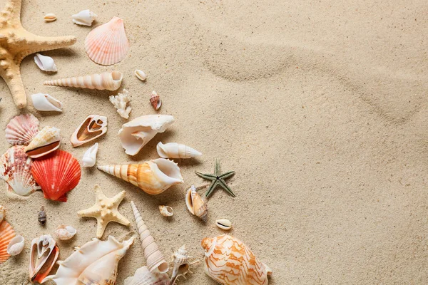Many Different Sea Shells Sea Coast — Stock Photo, Image