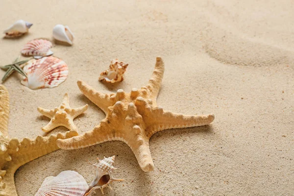 海岸上有许多不同的海贝壳和海星 — 图库照片