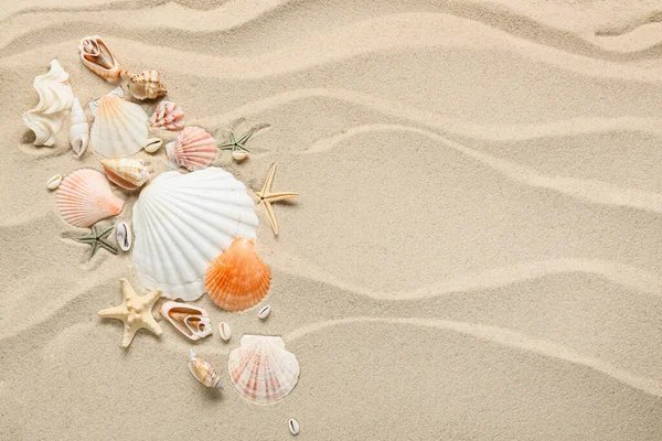 Many Different Sea Shells Starfishes Sea Coast — Stock Photo, Image