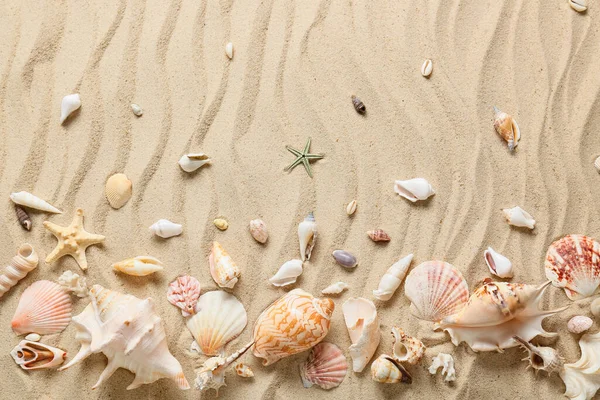 Many Different Sea Shells Sea Coast — Stock Photo, Image