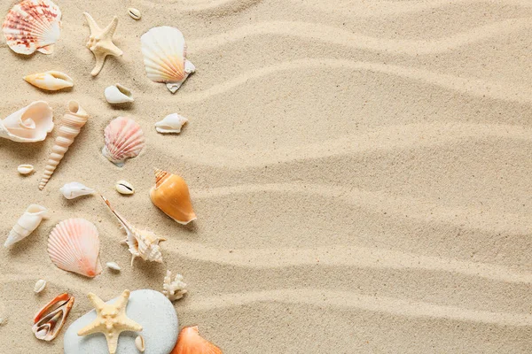 Many Different Sea Shells Sea Coast — Stock Photo, Image