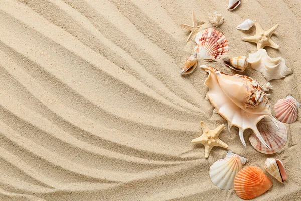 Many Different Sea Shells Starfishes Sea Coast — Stock Photo, Image