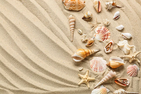 Many Different Sea Shells Starfishes Sea Coast — Stock Photo, Image