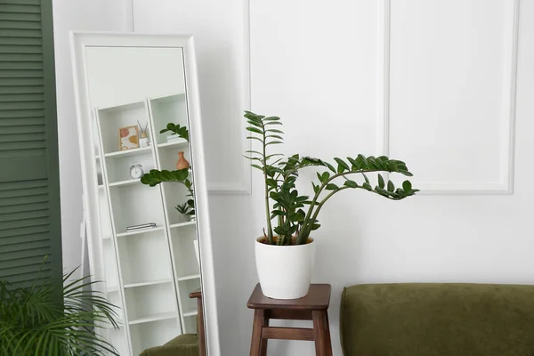 Houseplant Mirror Light Wall Living Room Interior — Stock Photo, Image