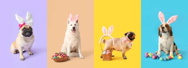 Renkli arka planda Paskalya yumurtası ve dekoru olan bir grup farklı köpek.