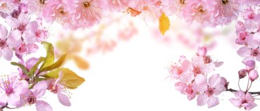 Beyaz arkaplanda güzel açan dallar ve metin için yer var. Merhaba bahar.