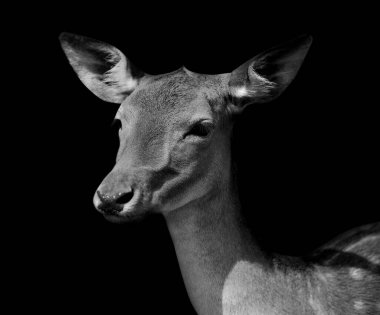Siyah beyaz benekli geyik portresi.