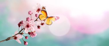 Renkli arka planda güzel çiçek açan bir dal ve metin için yeri olan bir kelebek. Merhaba bahar.