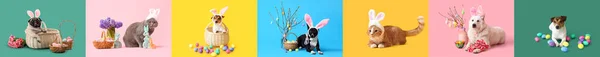 Set Diversi Animali Con Uova Pasqua Decorazioni Sfondo Colorato — Foto Stock