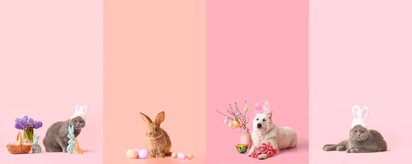 一组不同的动物 有复活节彩蛋和彩色背景的装饰 — 图库照片