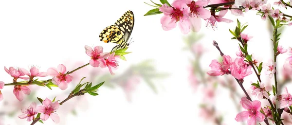 Belles Branches Fleuries Papillon Sur Fond Blanc Bonjour Printemps — Photo