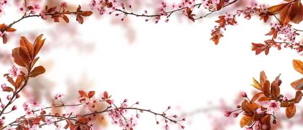 Cadre Fait Belles Branches Fleurs Sur Fond Blanc Bonjour Printemps — Photo