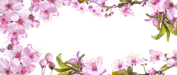 Gyönyörű Virágzó Ágak Fehér Háttér Helyet Szövegnek Helló Tavasz — Stock Fotó