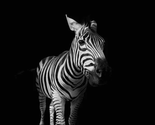 Burchell Zebra Auf Schwarzem Hintergrund — Stockfoto