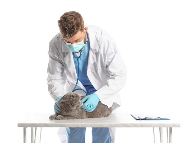 Veterinario Masculino Examinando Gato Pliegue Escocés Sobre Fondo Blanco — Foto de Stock