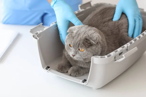 Veterinário Examinando Escocês Dobra Gato Clínica — Fotografia de Stock