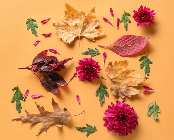 Kasımpatı çiçekli kompozisyon ve renk arkaplanda yapraklar