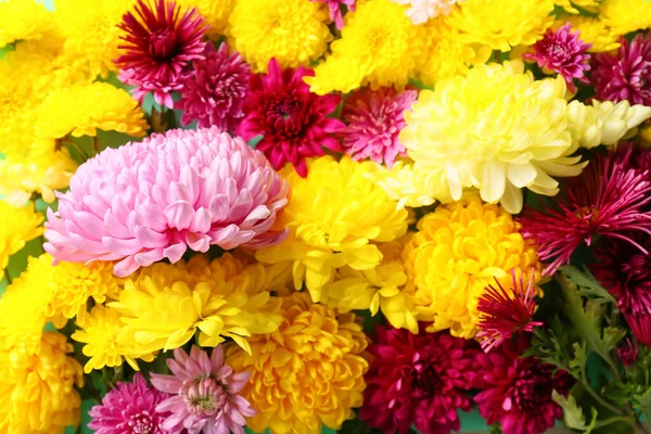 Fresh Chrysanthemum Flowers Background Closeup — Stock Photo, Image