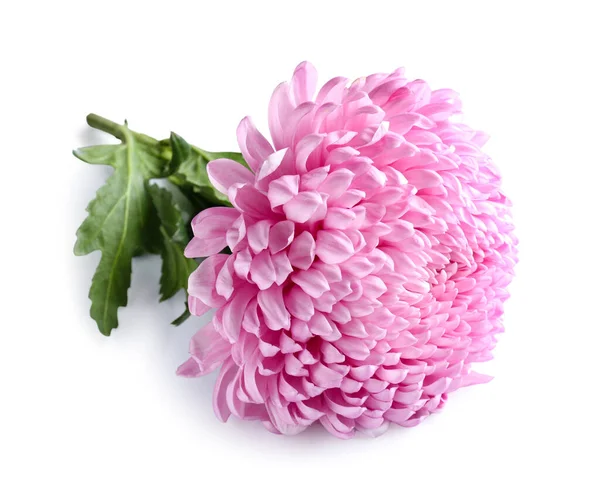 Beautiful Chrysanthemum Flower Isolated White Background — Stock Photo, Image