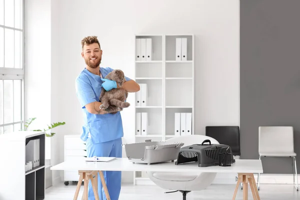 Veterinário Masculino Com Gato Escocês Clínica — Fotografia de Stock